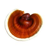 Naja Forest Bio Reishi Étrend-kiegészítő (100ml)
