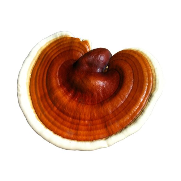 Naja Forest Bio Reishi Étrend-kiegészítő (100ml)
